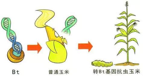 三农服务热线这些转基因谣言你中招没荆楚号荆楚网湖北日报网