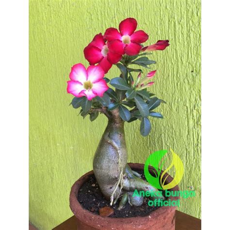 Jual Tanaman Hias Bunga Adenium Tumpuk Dua Warna Pohon Kamboja Jepang