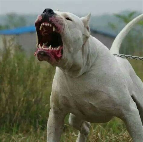 Great Dogo Argentino American Bulldog Mix Of The Decade Check It Out