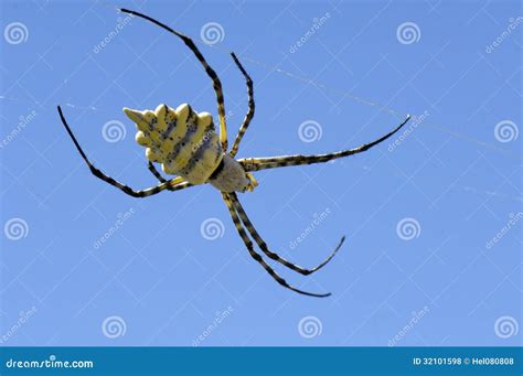 Spider Closeup Of Yellow And Brown Spider Against Blue Sky Namibia