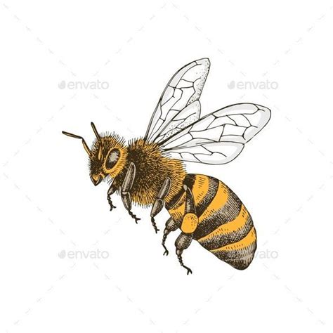 Honey Bee Side View Vector Drawing