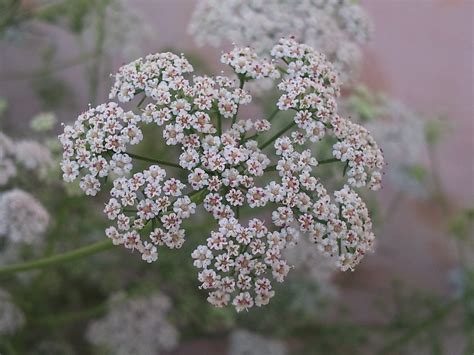 El Ajwainajowancarom Trachyspermum Ammi Trachyspermum Copticum