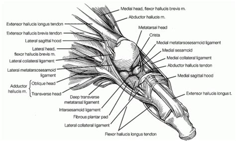 Great Toe Mtp Joint