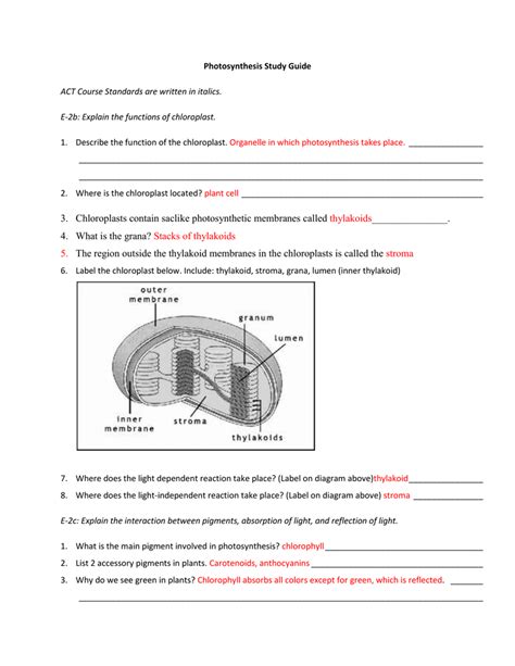 Overview Of Photosynthesis Review Worksheet Answers