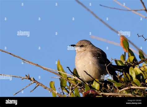 Northern Mockingbird Mimus Polyglottos Anastasia State Park Florida