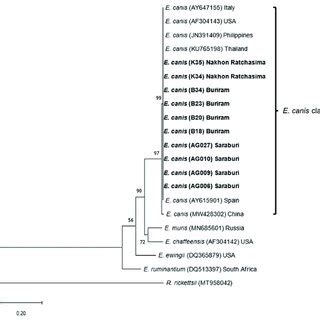 Phylogenetic Analysis Of E Canis Based On Nucleotide Sequences Of GltA