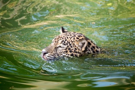 Orange Jaguar Swimming Stock Image Image Of Wild Swim