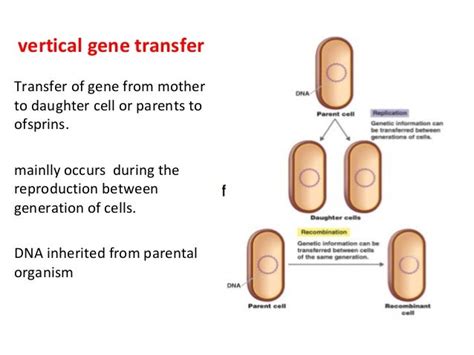 Genetics of bacteria