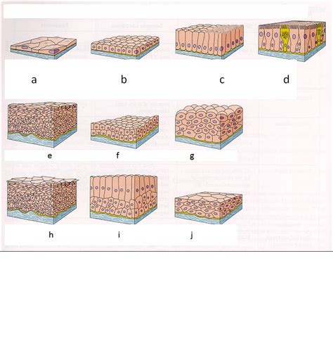 Epithelial Tissue Diagram Quizlet