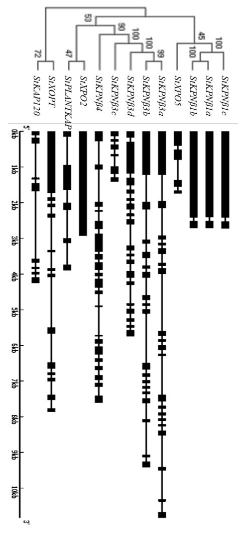 Ijms Free Full Text Genome Wide Identification Expression Profile And Evolution Analysis Of