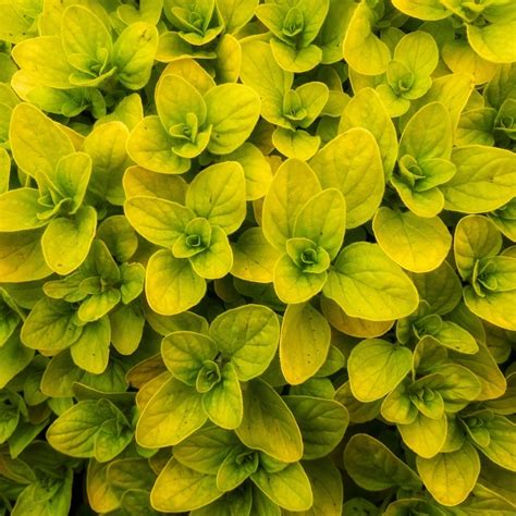 Oregano Golden Potted Plant Kitchen Garden Herb Free Uk Delivery