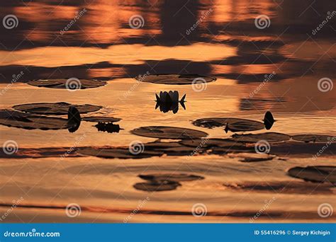 Water Lilies At Sunset Stock Photo Image Of Lake Outdoor 55416296