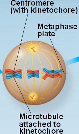 meiosis_I-metaphase.html 13_08meiosis_I-metaphase.jpg