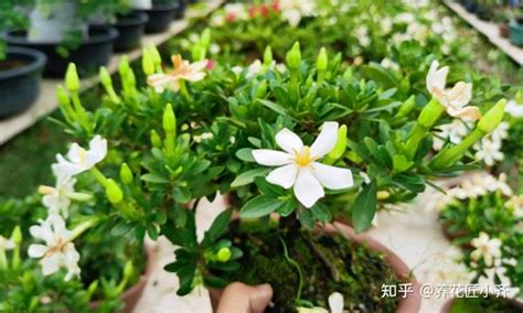 盘点18种四季开花植物，只要一个“条件”合适，就能全年花开不断 知乎