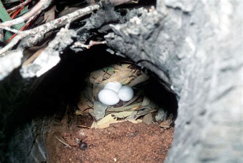 Owletnightjar - Adelaide Ornithologists' Club