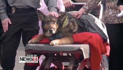 Police Force Honors K-9 On His Last Day With A Tribute Fit For A Hero