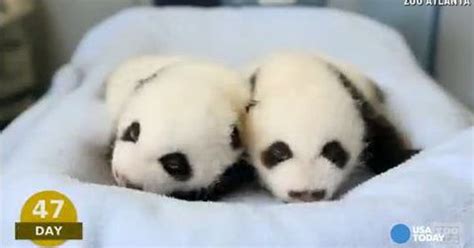 Watch: Adorable panda cubs' first 100 days