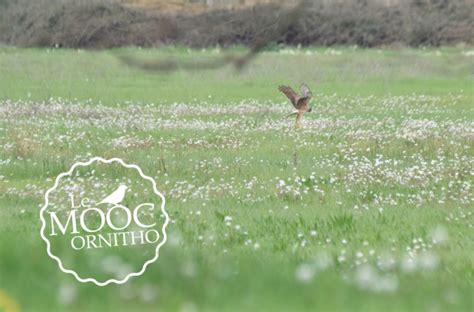 Sortie Terrain Mooc Ornitho Lpo Ligue Pour La Protection Des Oiseaux