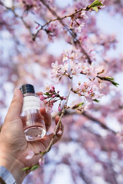 Sakura Dior Perfume A Fragrância Compartilhável 2018