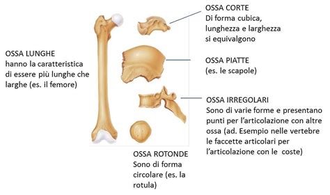 Andrea Testa Massoterapista Personal Trainer LE OSSA Anatomia Per Tutti