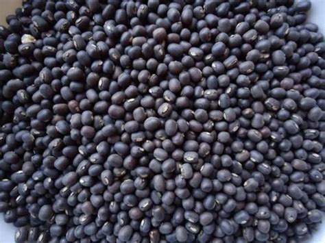 Black Sabut Urad Dal High In Protein Packaging Size Loose At Rs