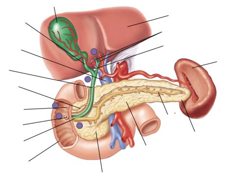 Liver, Gallbladder, Pancreas - Digestive Unit Quiz