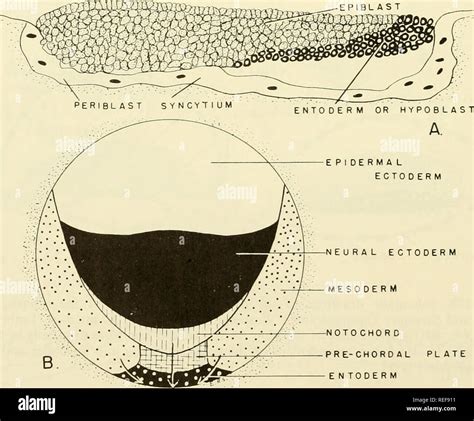 Vergleichende Embryologie Der Wirbeltiere Mit Zeichnungen Und