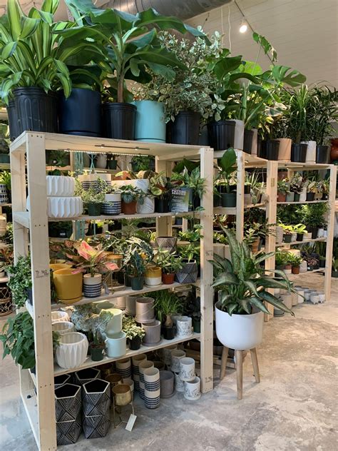 Plant House Charleston - all about this house plant store! | Plants