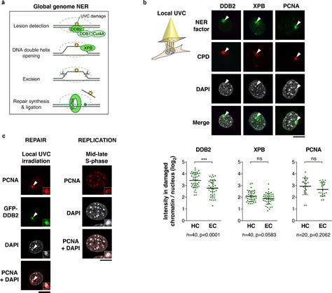 Imaging The Response To DNA Damage In Heterochromatin Domains Reveals