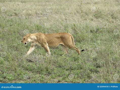 Female Lion Walking In Grassland Stock Photo Image Of National