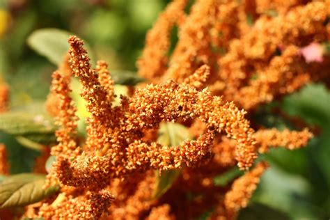 12 Popular Amaranthus Varieties