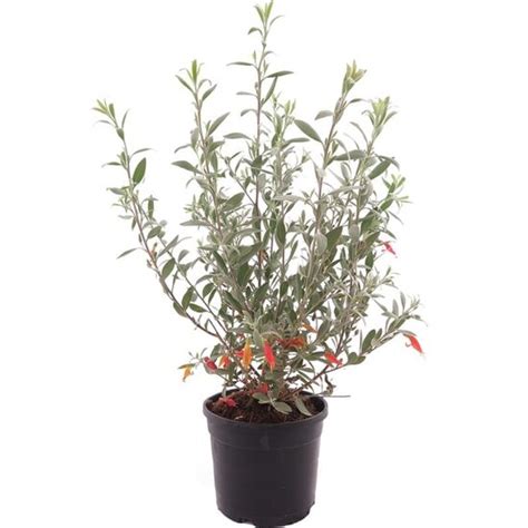 Eremophila Glabra Red Pot Cm Mypalmshop