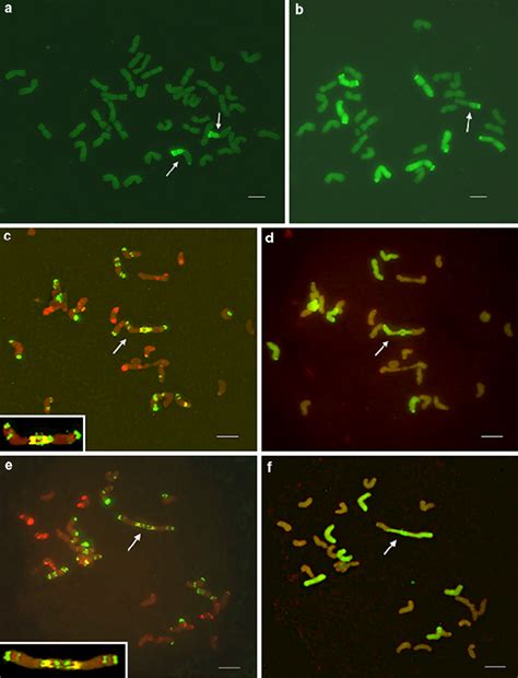 In Situ Hybridization On Mitotic And Meiotic Chromosomes A Genomic In