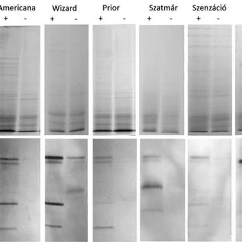 Sds Page And K Segment Specific Western Blot On Heat Stable Protein