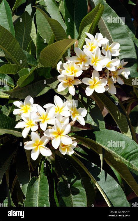 Frangipani Flower Plumeria Alba South Africa Stock Photo Alamy