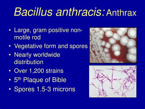 Ppt Bacterial Pathogens Powerpoint Presentation Free Download Id3678317