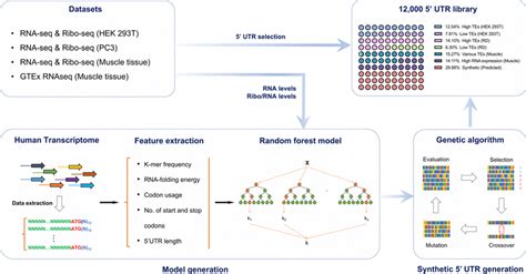 Design Of The 5′ Utr Library Of Naturally Occurring And Synthetic 5