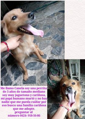 Red De Apoyo Canino On Twitter Casodeterceros Caracas Les Escribo