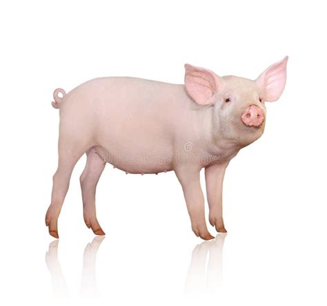 Porc Image Stock Image Du Viande Rose Couleur Ferme 15003209