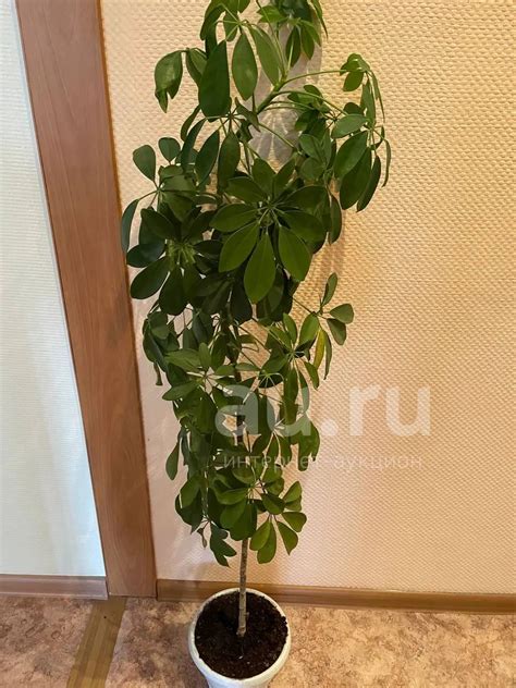 Шеффлера — купить в Красноярске. Горшечные растения и комнатные цветы ...