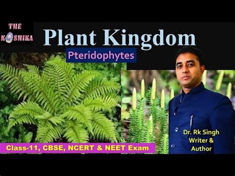 Plant Kingdom Pteridophytes For Class 11 NEET Aspirants YouTube