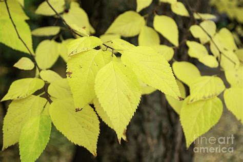 Celtis Occidentalis Commonly Known As The Common Hackberry Photograph