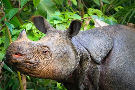 Inaccurate Javan Rhino Count Raises Concerns - Rhino Recovery Fund