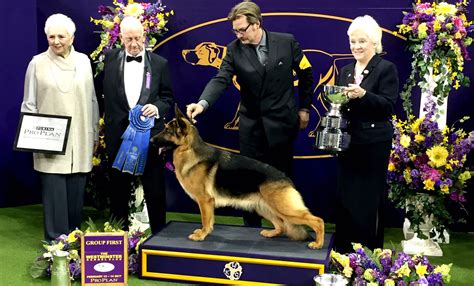 Westminster Dog Show 2017- herding winner – german shepherd - Celebrity Pet Worth