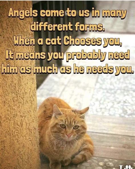 how to know if your cat is in heat 10