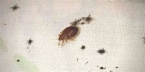 Bed Bug Detection Unraveling Stealthy Intruders In Bedding