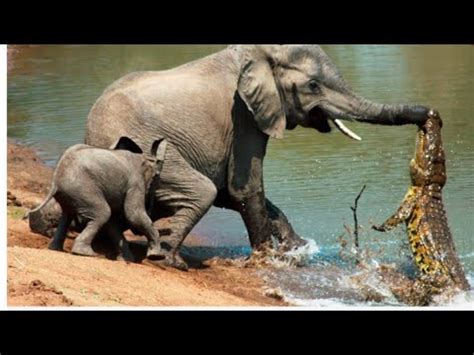 crocodilo ataca elefante quando ele vai beber água animais Documentário