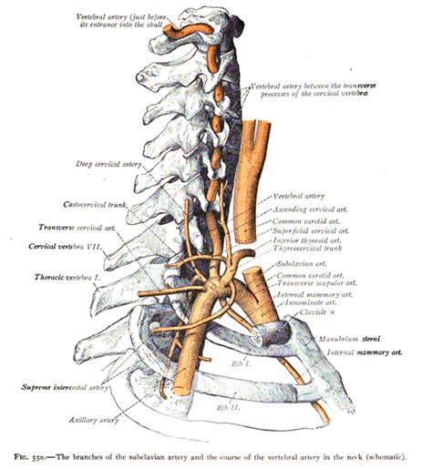 Vertebral Arteries Subclavian Artery Vertebral Artery Hypoglossal