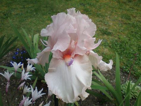 Photo Of The Bloom Of Tall Bearded Iris Iris Twice Thrilling Posted