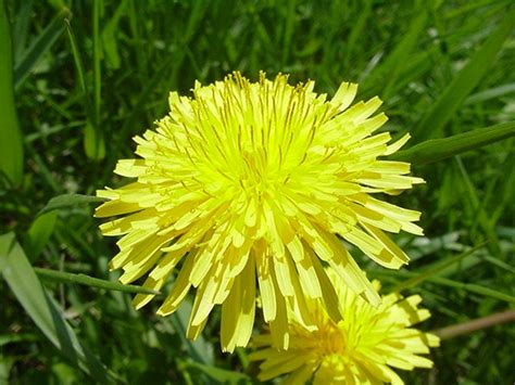 Dandelion Common Dandelion Cooperative Extension Cranberries